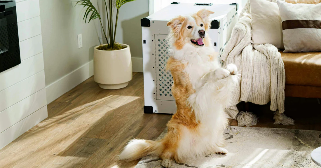 Dog Crate Training Banner